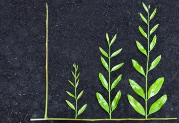 Umsetzung der CSRD-Berichtspflicht bei der Kalle Gruppe