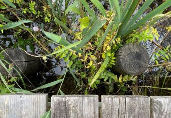Angewandter Umweltschutz: Arqum und Terrabiota renaturieren ein Moor am Starnberger See