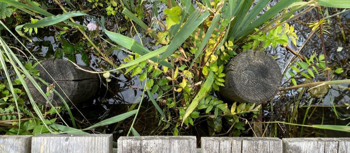Angewandter Umweltschutz: Arqum und Terrabiota renaturieren ein Moor am Starnberger See